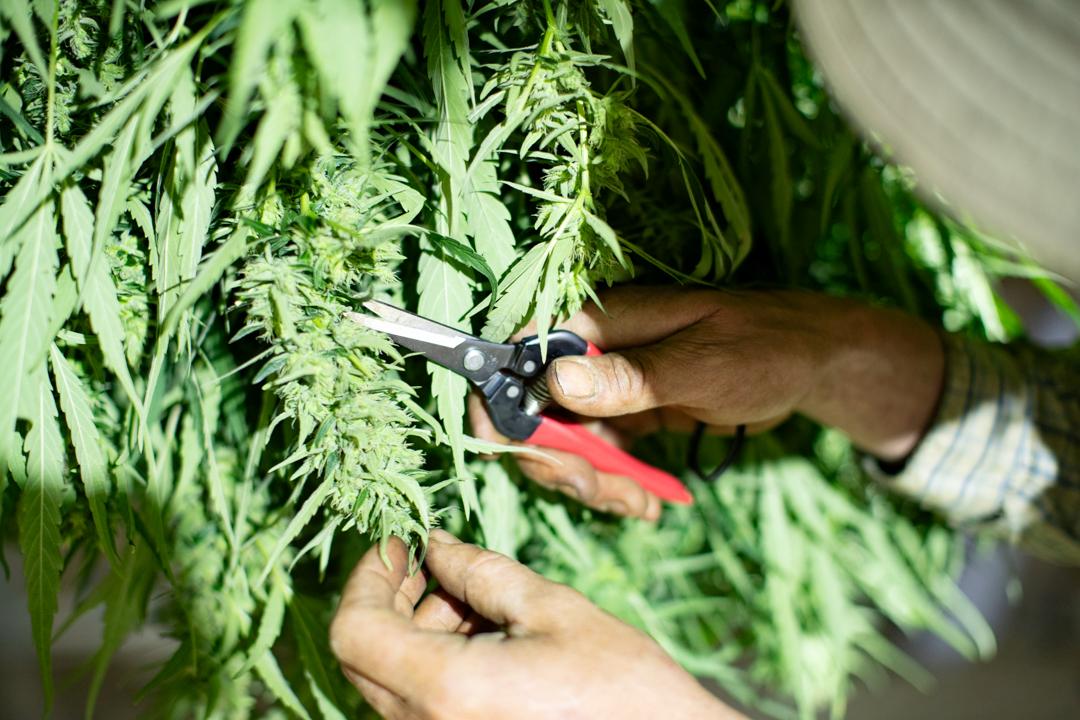 Un cultivateur de CBD en Savoie taille soigneusement une plante de chanvre avec un sécateur dans un champ, garantissant une récolte artisanale et de haute qualité.